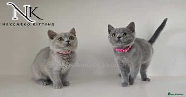 British Shorthair cats - Advert 2