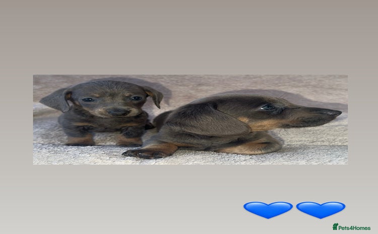 Dachshund dogs - Advert 3