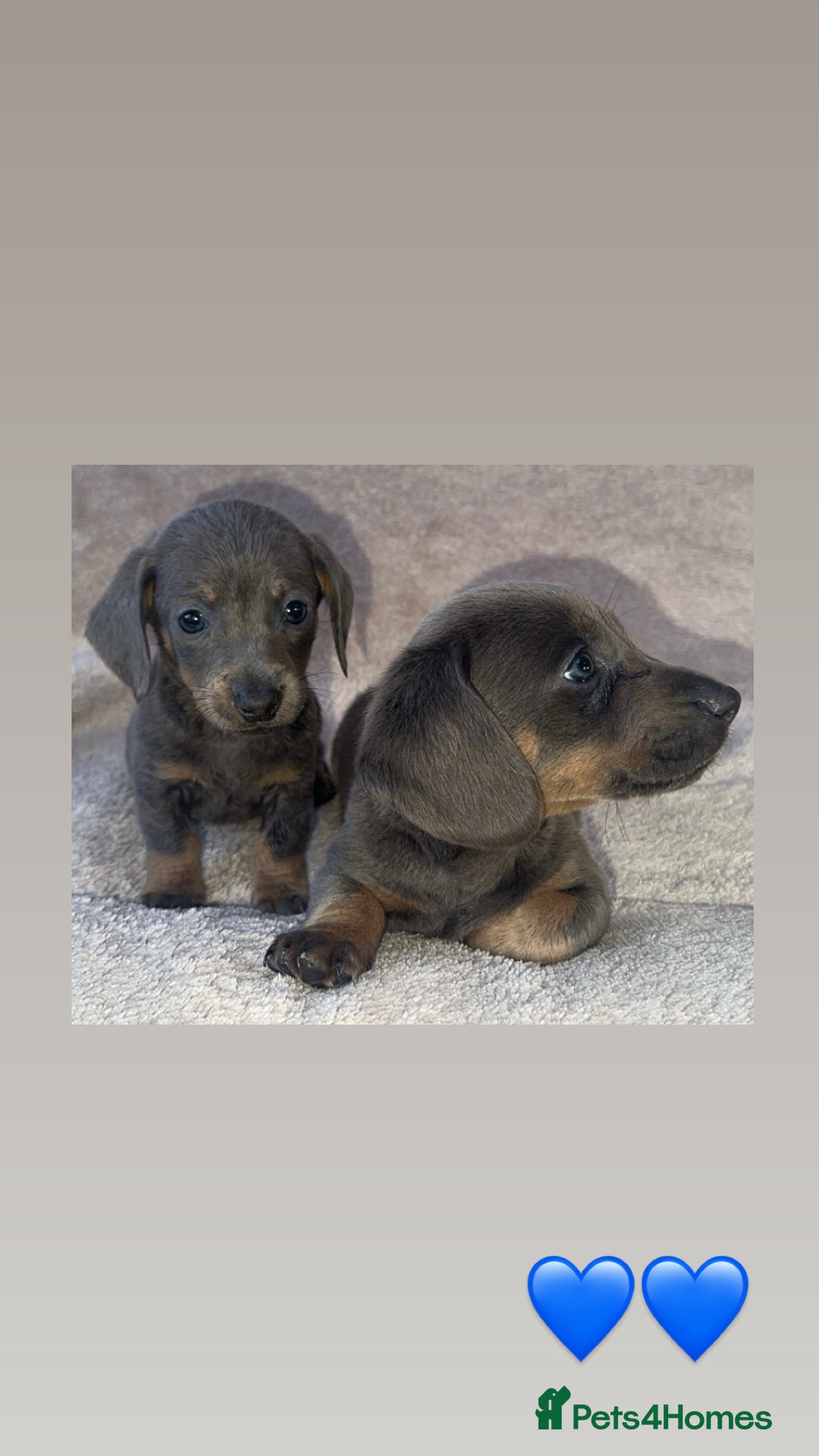 Dachshund dogs for sale: ❤️ Dachshund puppies ❤️ - Image 1