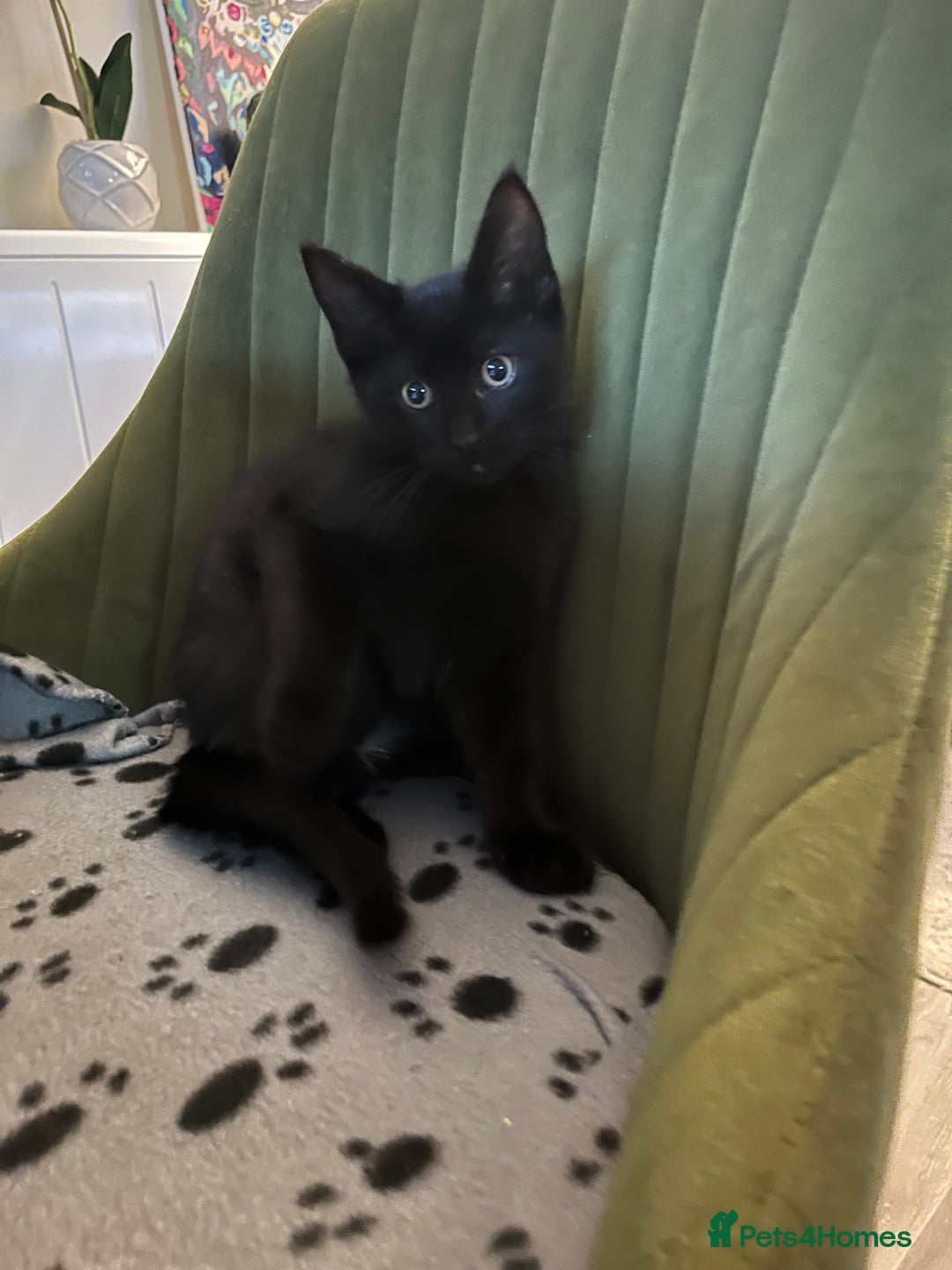 Mixed Breed cats for sale: 4 beautiful kittens ready to be rehome  - Advert 15