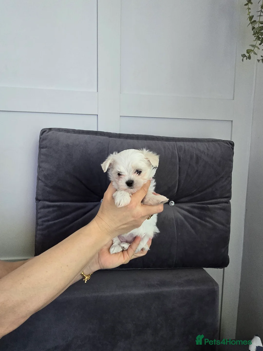Maltese dogs for sale: Maltese puppies  - Advert 1