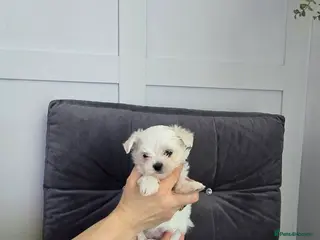 Maltese dogs Maltese puppies - Advert 3