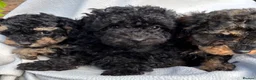 Toy Poodle dogs for sale: 3 Pedigree TOY POODLE GIRLS -ready now in Cheshire - Advert 5