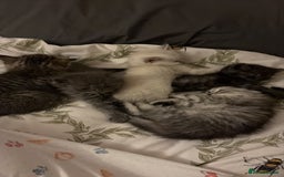 British Shorthair cats for sale: British short hair/persian mother - Image 2