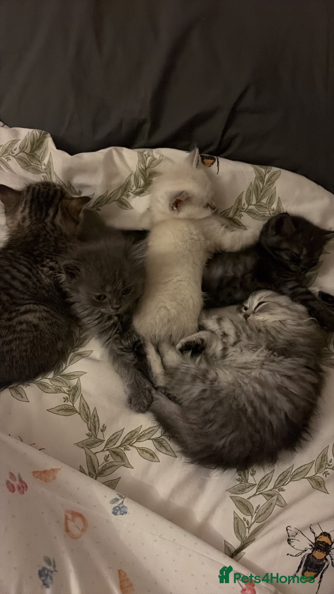 British Shorthair cats for sale: British short hair/persian mother - Image 2