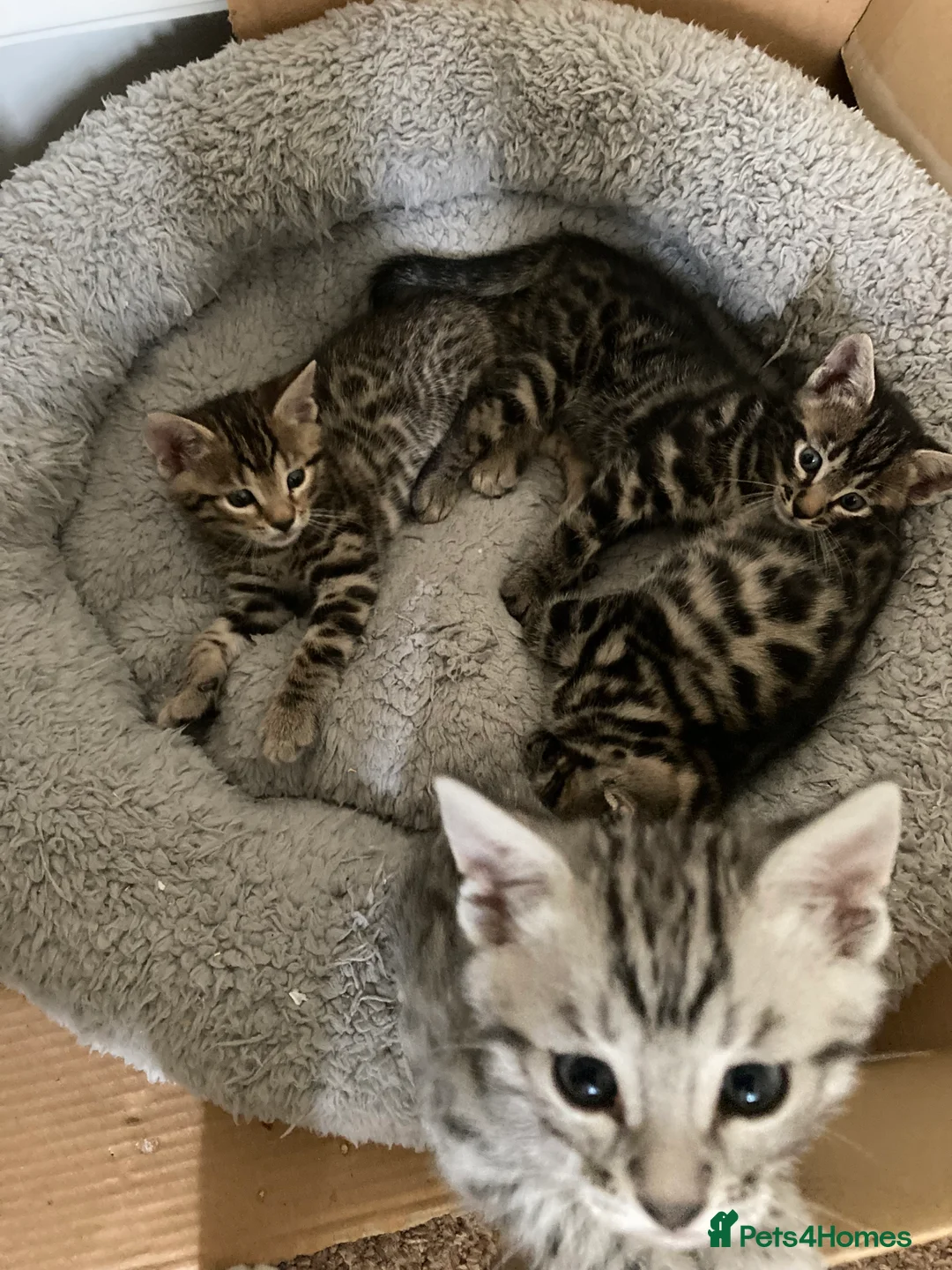 Mixed Breed cats for sale: Bengal cross  - Advert 12