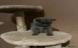 British Shorthair cats for sale: British Shorthair  - Image 12