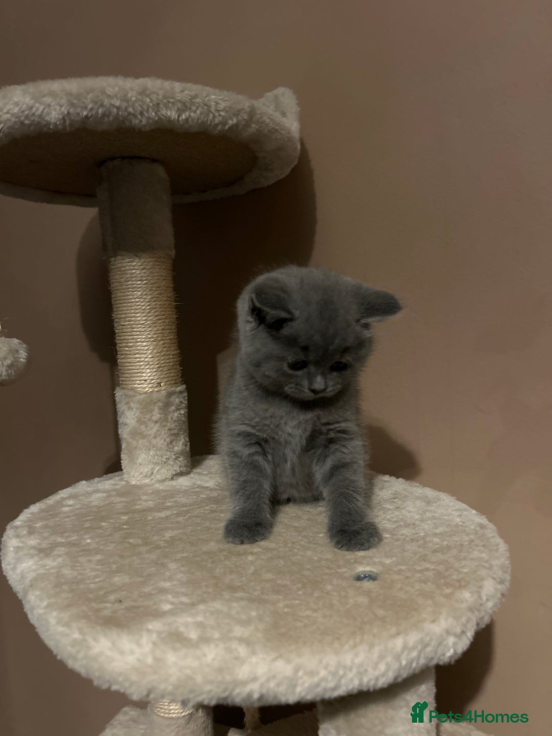 British Shorthair cats for sale: British Shorthair  - Image 12