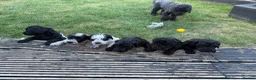 Mixed Breed dogs for sale: Jackapoo puppies  in Luton - Advert 1