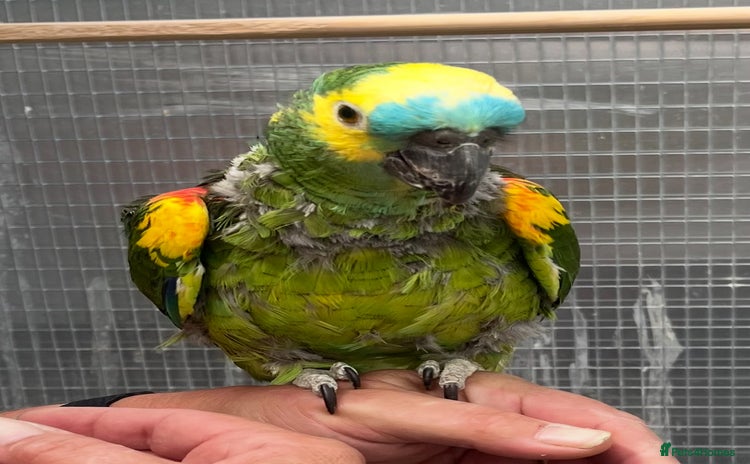 Parrots birds - Advert 1