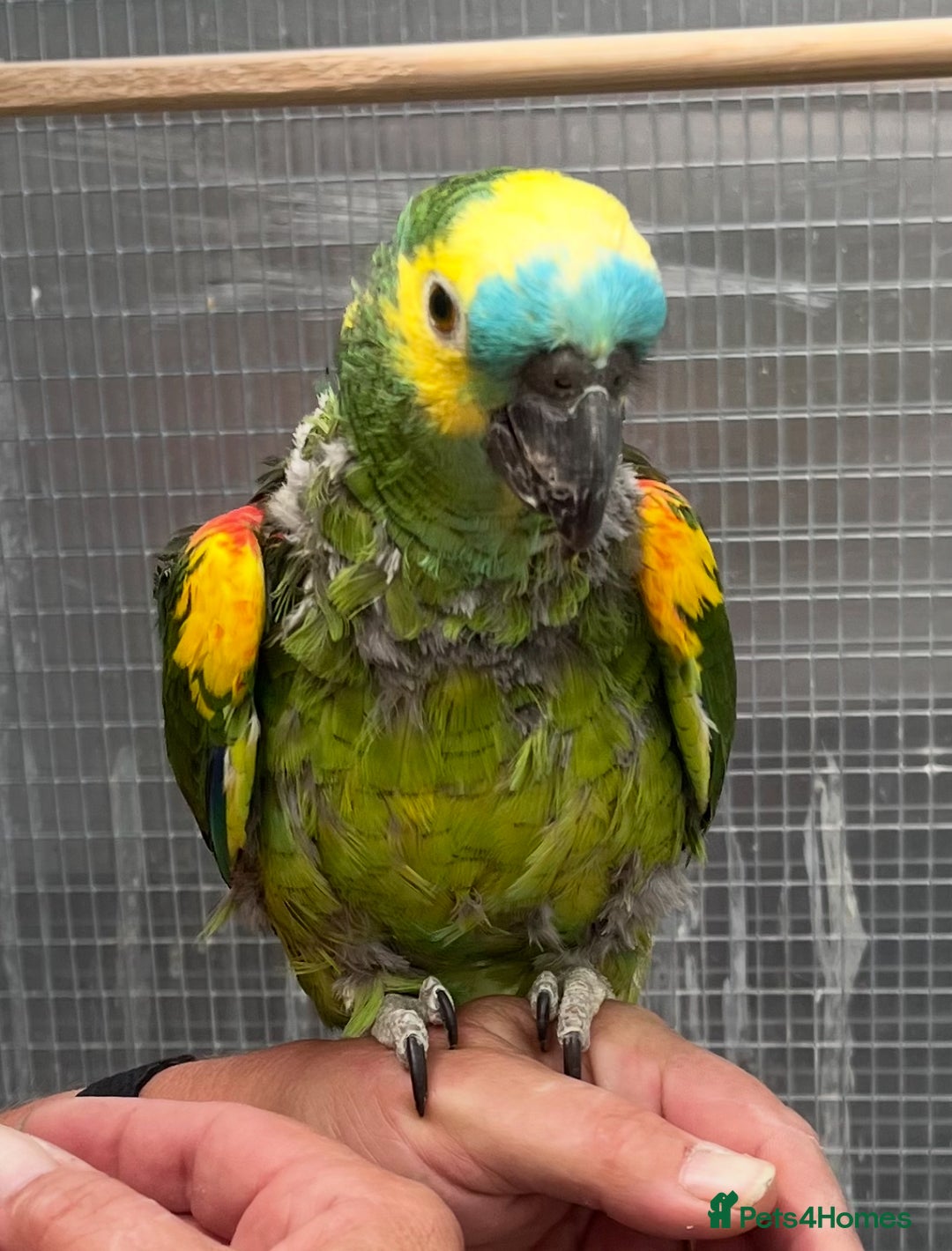 Parrots birds for sale: Blue Fronted Amazon  - Image 1