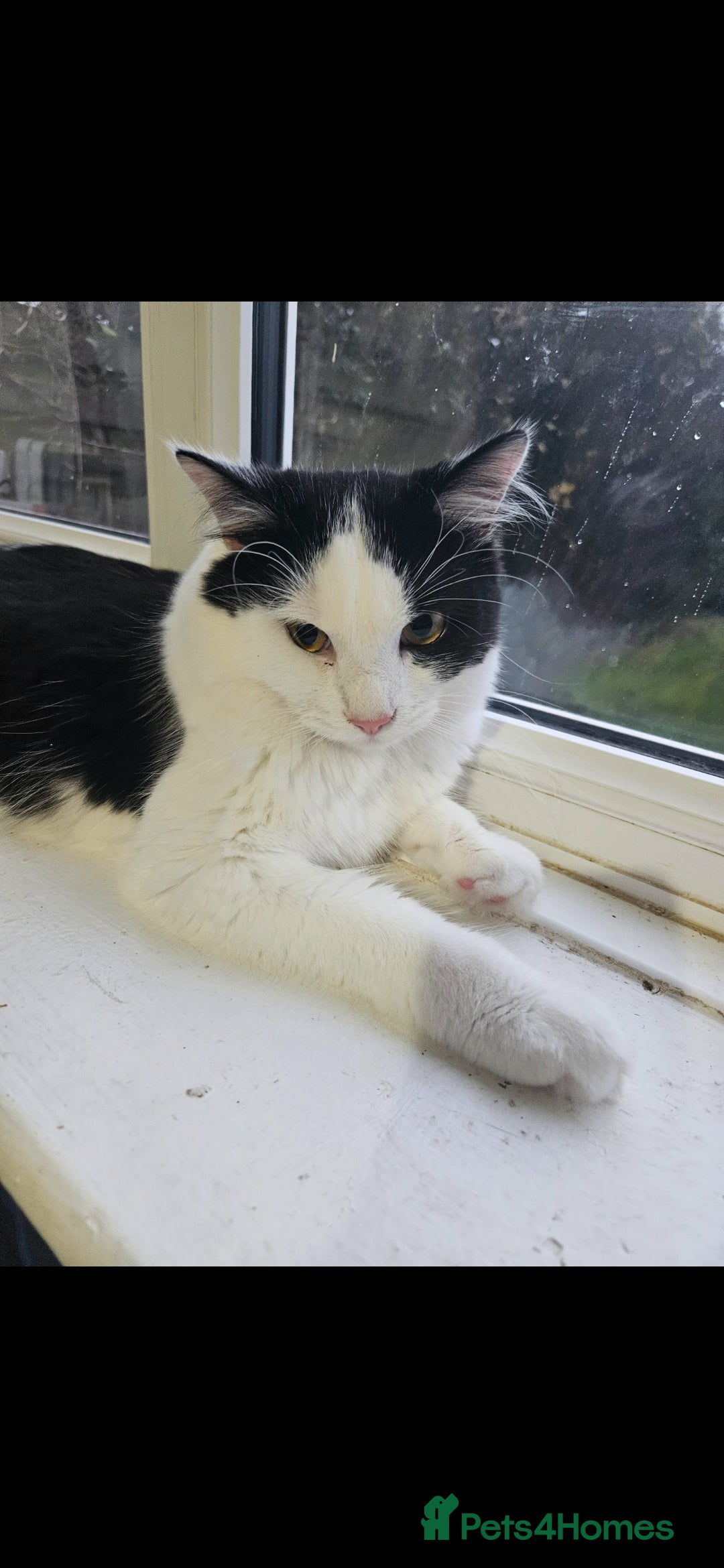 Mixed Breed cats for sale: Handsome Male Cat - Advert 2