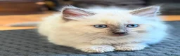 Ragdoll cats for sale: 🐾 Ragdoll Kittens 🐾 - Advert 24