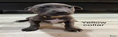 Puppy 5 (yellow collar)