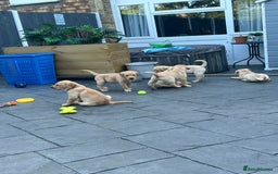 Labrador Retriever dogs for stud: Lovely handsome stud lucerys in Orpington - Image 16