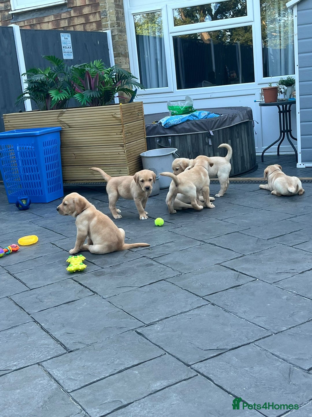 Labrador Retriever dogs for stud: Lovely handsome stud lucerys in Orpington - Image 16