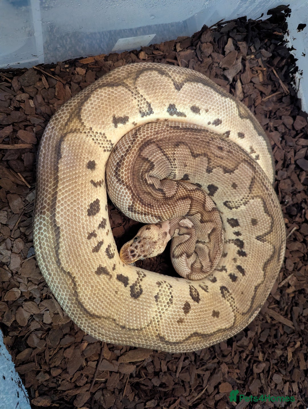 Python Snake reptiles for sale: 4 x Female Adult Ball Pythons Clown Orange Dream - Advert 3