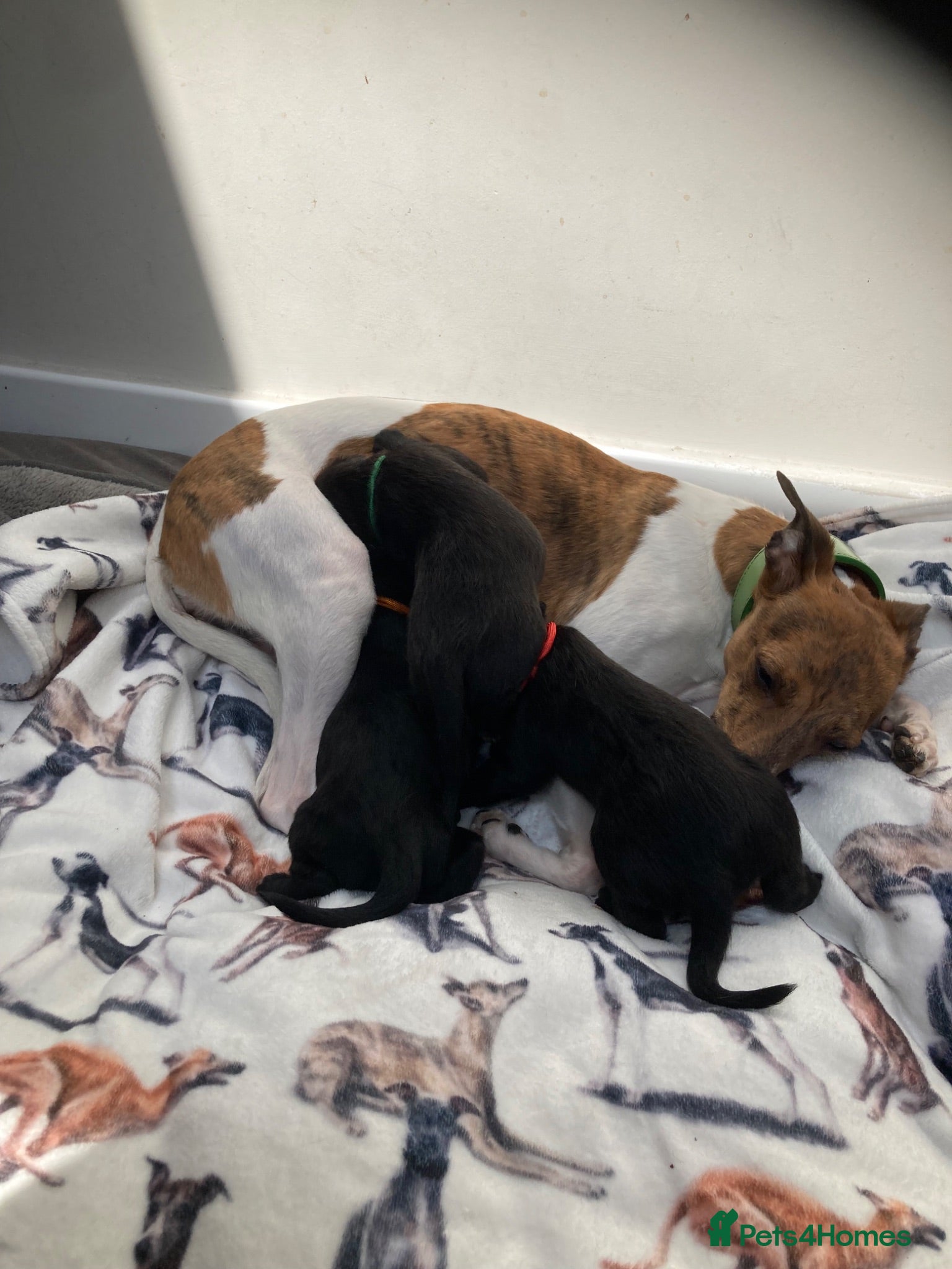 Mixed Breed dogs Whippet cross Bedlington Terrier  - Advert 1