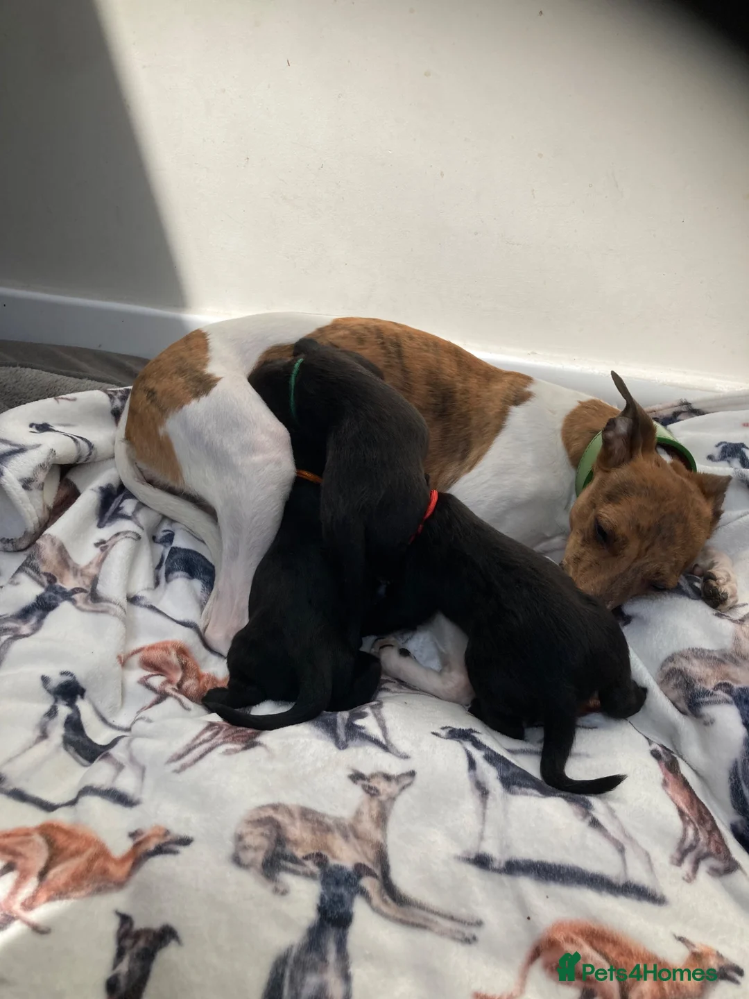 Mixed Breed dogs for sale: Whippet cross Bedlington Terrier  - Advert 1