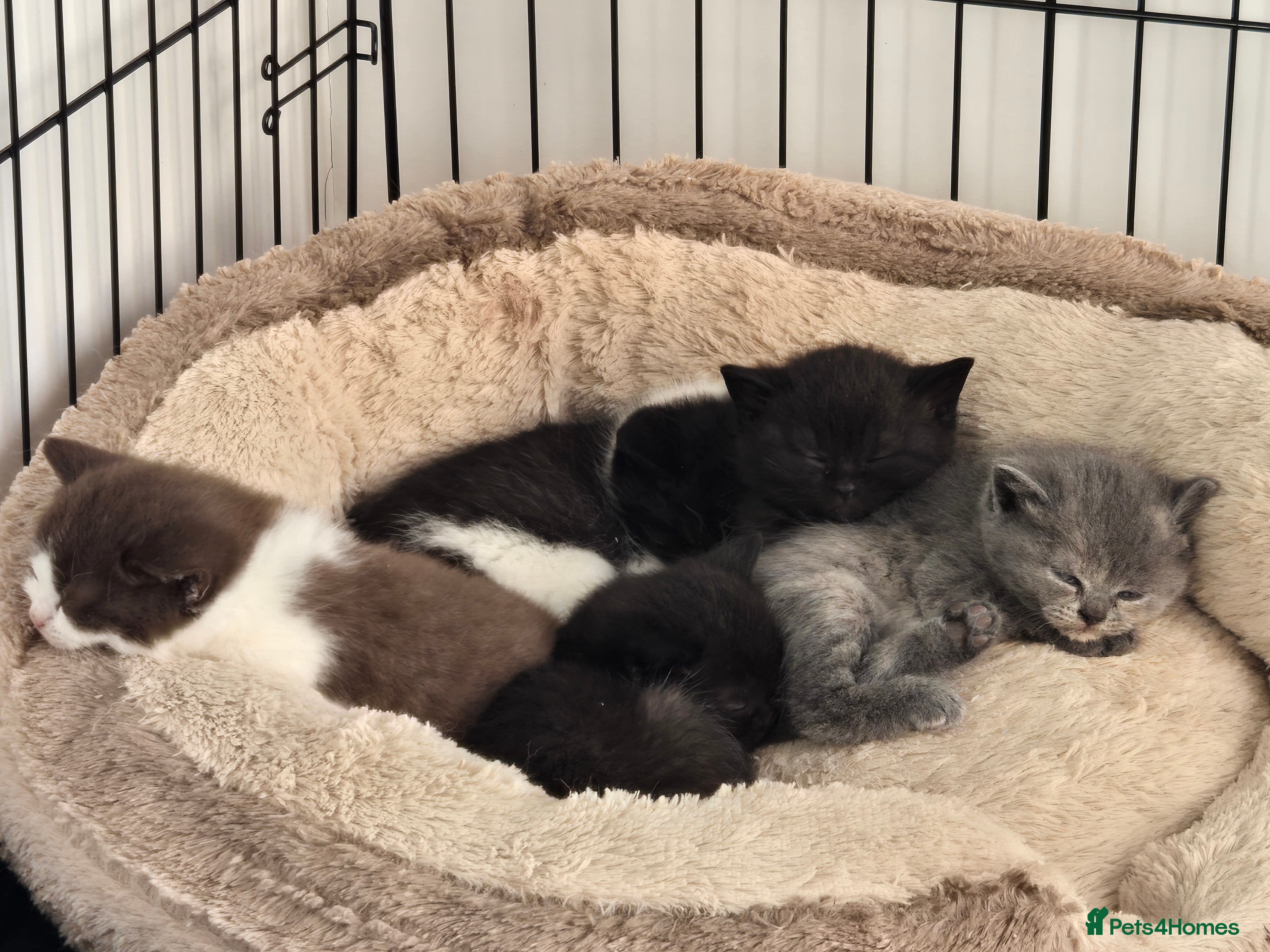 British Shorthair cats Superb litter of pedigree BSH kittens - Advert 4