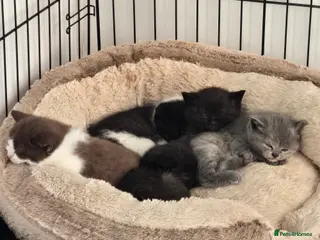 British Shorthair cats Superb litter of pedigree BSH kittens - Advert 1