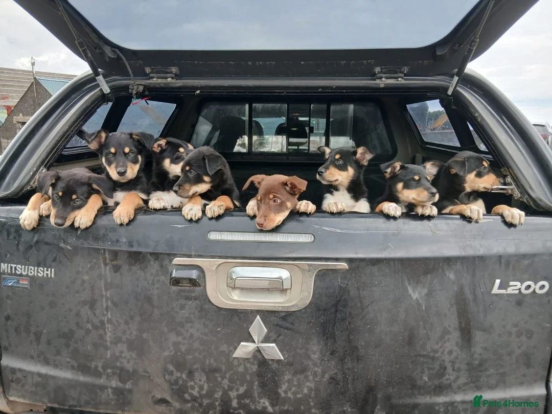 Australian Kelpie dogs for sale: Kelpie pups for sale in Ballymena - Advert 1