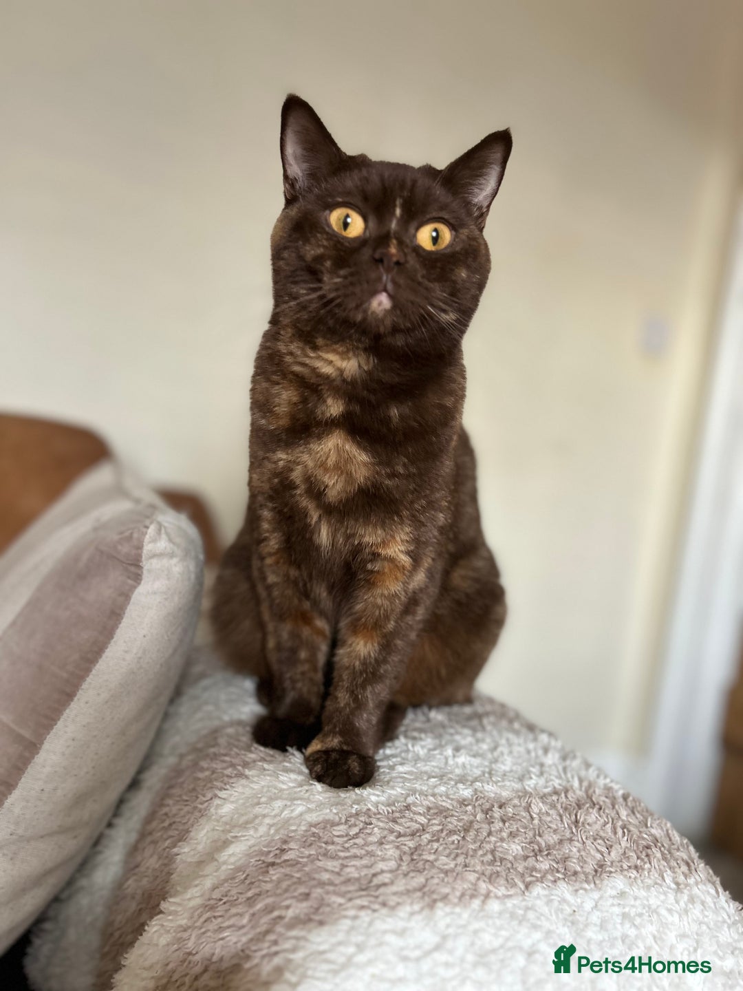 British Shorthair cats for sale: TICA Reg Cream BSH Boy - Advert 2