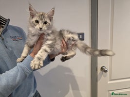 Maine Coon cats - Advert 4