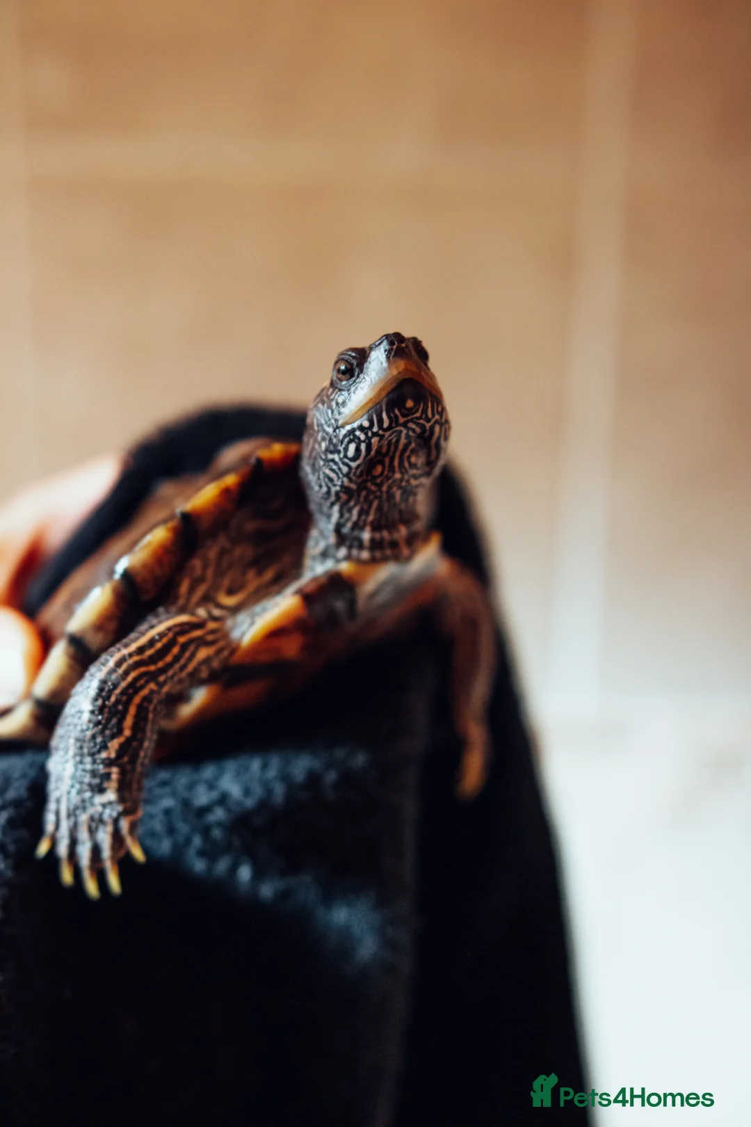 Turtle reptiles for sale: Map Turtle for rehoming  in Doncaster - Advert 2