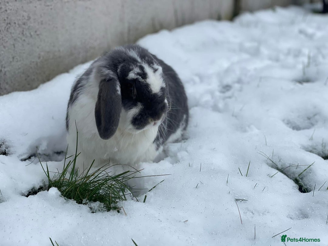 English Lop rabbits for sale: 2 x Male Lop Rabbits - Advert 3