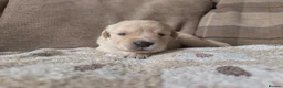 Golden Retriever dogs for sale: Adventure-Ready Golden Retriever Puppies 🐾 - Advert 7