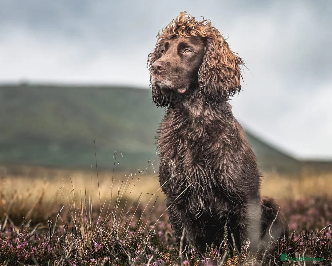 Cocker Spaniel dogs for stud: Working cocker spaniel for stud in Bedale - Advert 2