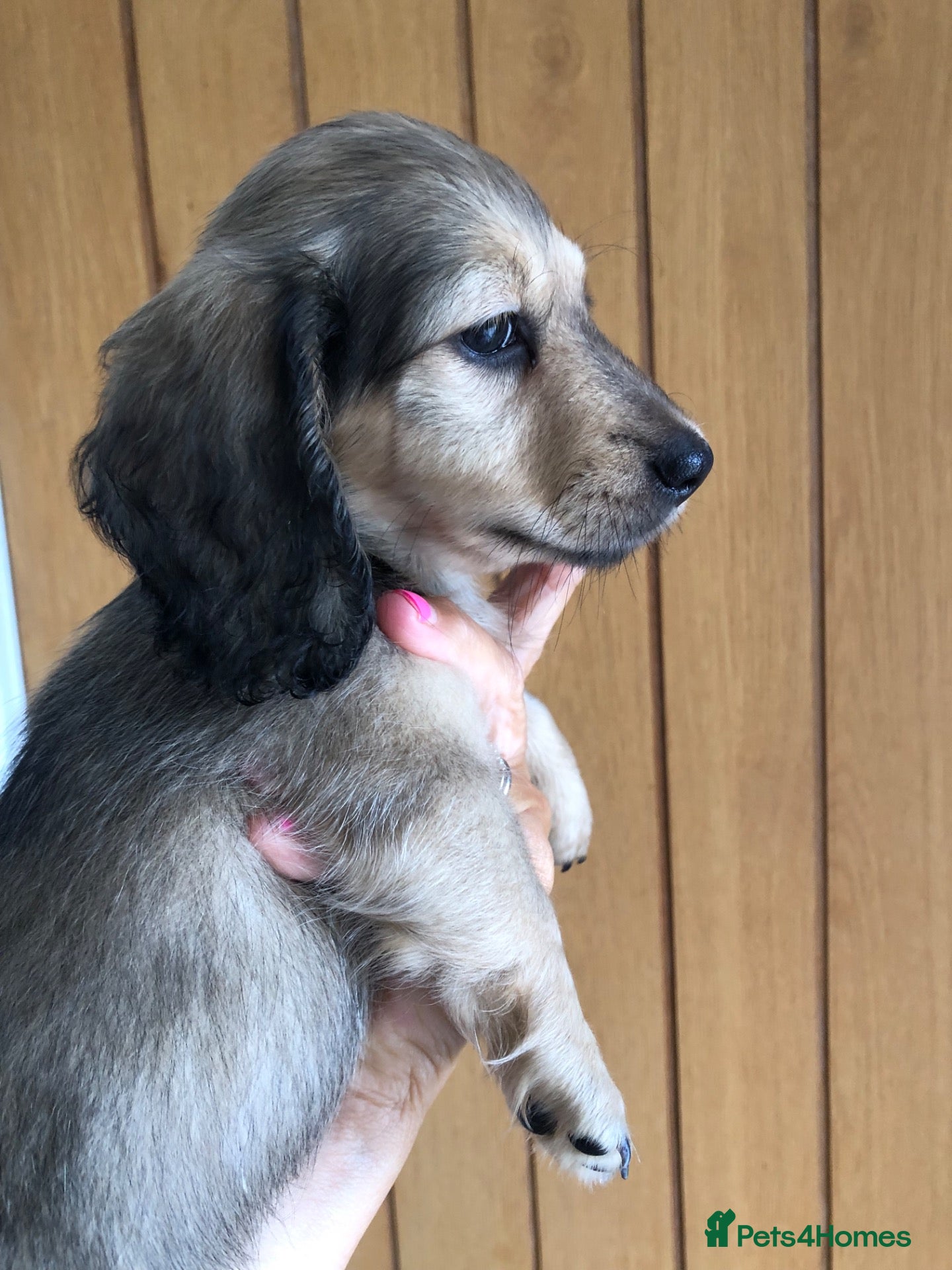Miniature Dachshund dogs K.C.Reg Miniature Dachshund - Advert 6