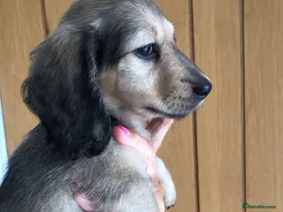 Miniature Dachshund dogs K.C.Reg Miniature Dachshund - Advert 6