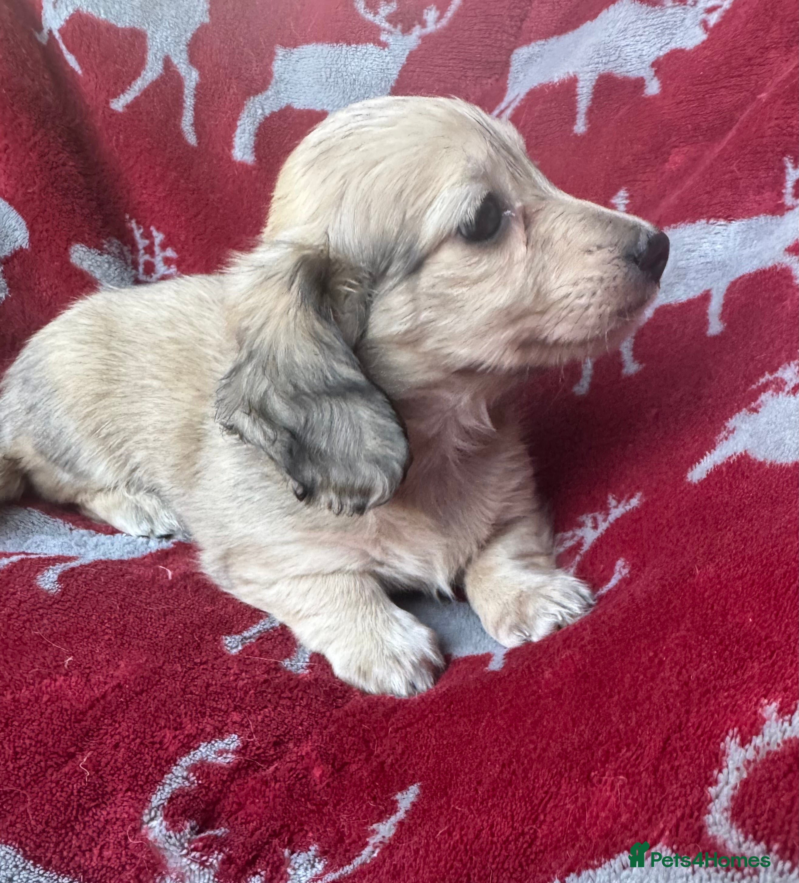 Miniature Dachshund dogs Shaded cream miniature dachshund girl - Advert 2