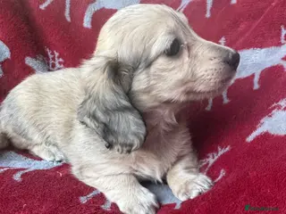 Miniature Dachshund dogs Shaded cream miniature dachshund girl - Advert 4