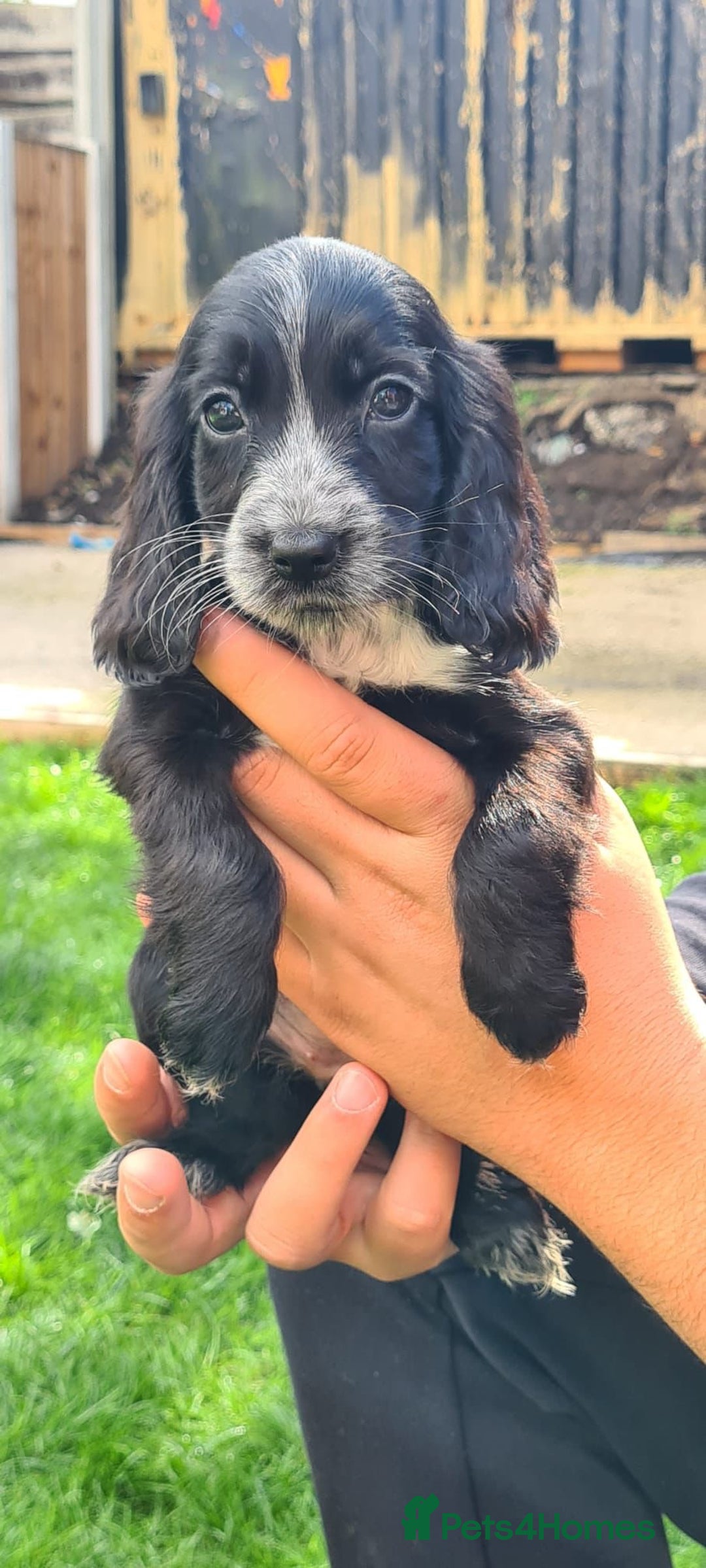 Cocker Spaniel dogs for sale: Show cocker spaniels  - Image 17