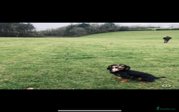 Cocker Spaniel dogs for stud: Full health tested , gamekeeper owned , WCS - Image 3