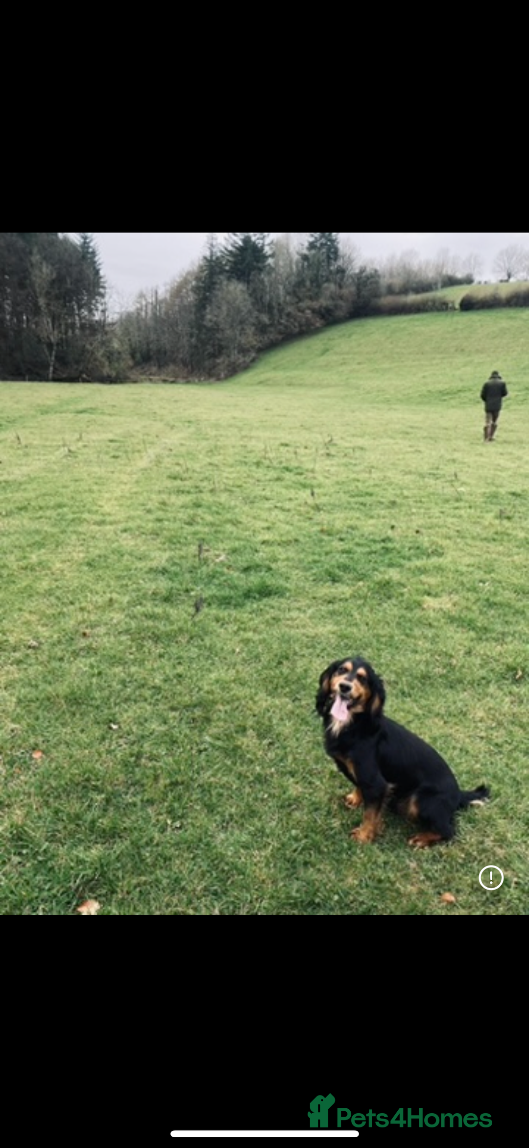Cocker Spaniel dogs for stud: Full health tested , gamekeeper owned , WCS - Image 3