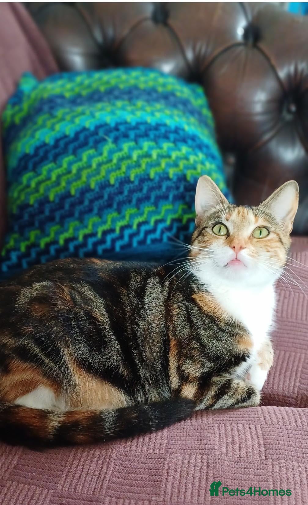 Mixed Breed cats 3 Lovely Kittens Looking for Their Forever Homes - Advert 1
