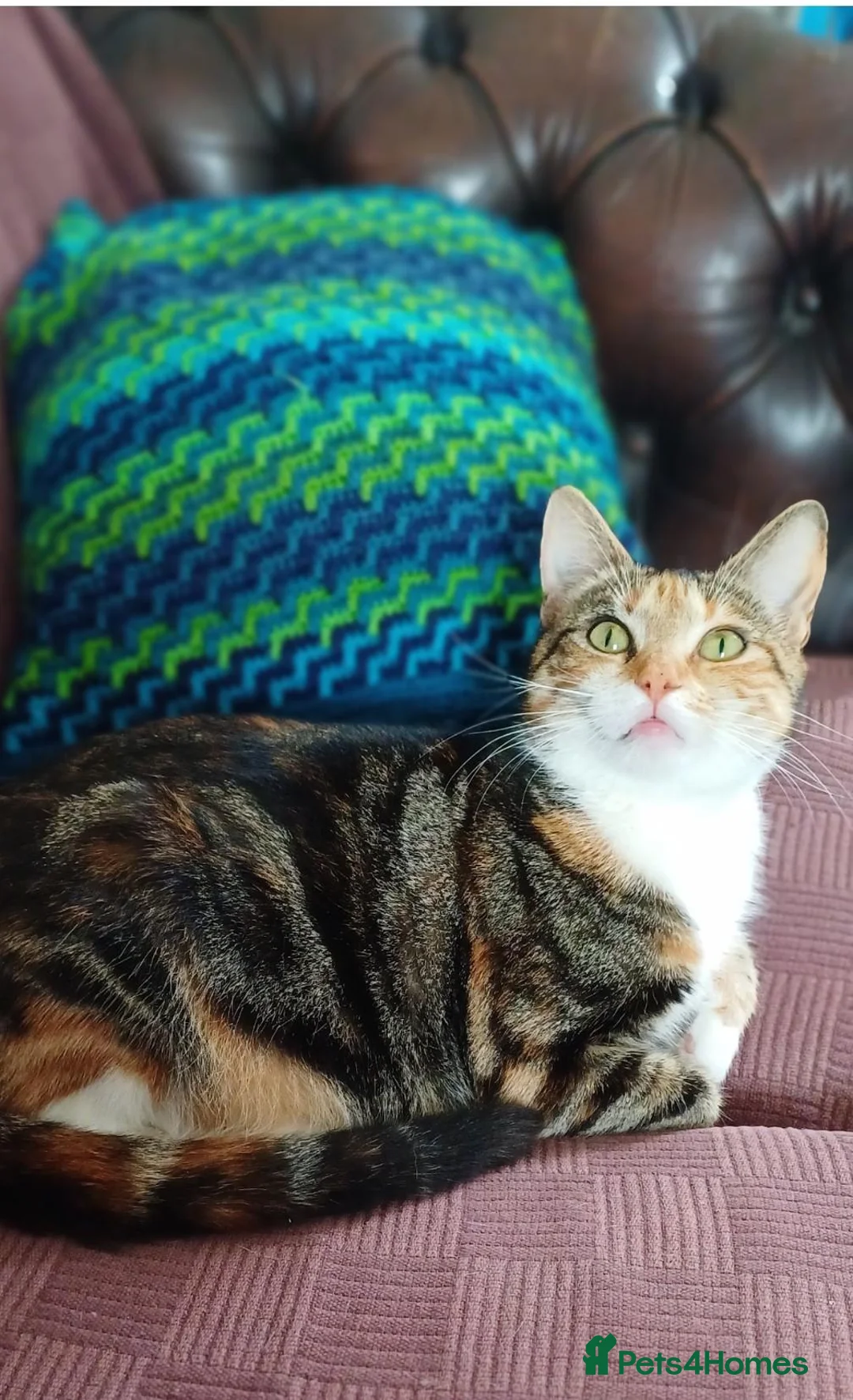 Mixed Breed cats for sale: 3 Lovely Kittens Looking for Their Forever Homes in Falmouth - Advert 1