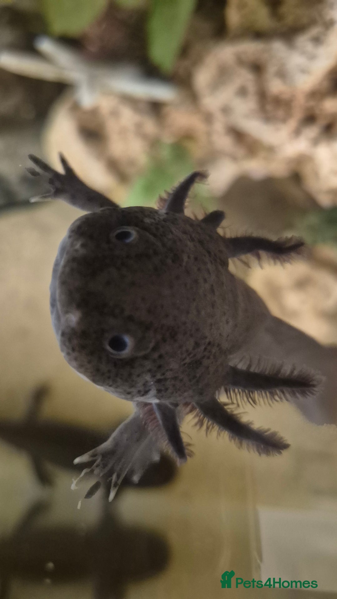 Other/Mixed Breed fish for sale: Axolotl hatchlings - Advert 3