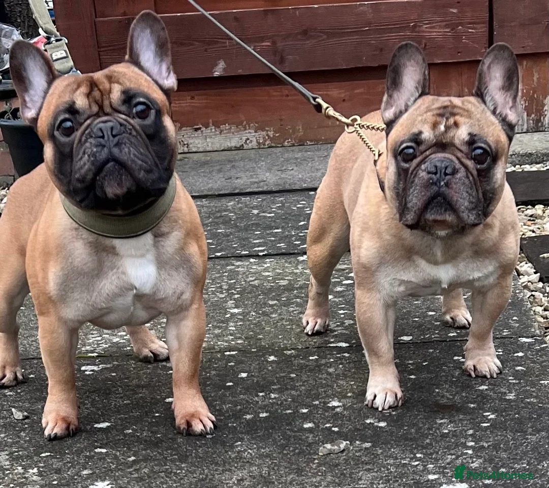 French Bulldog dogs for stud: Mani standard red silver fbce RFG 1  in Edinburgh - Advert 16