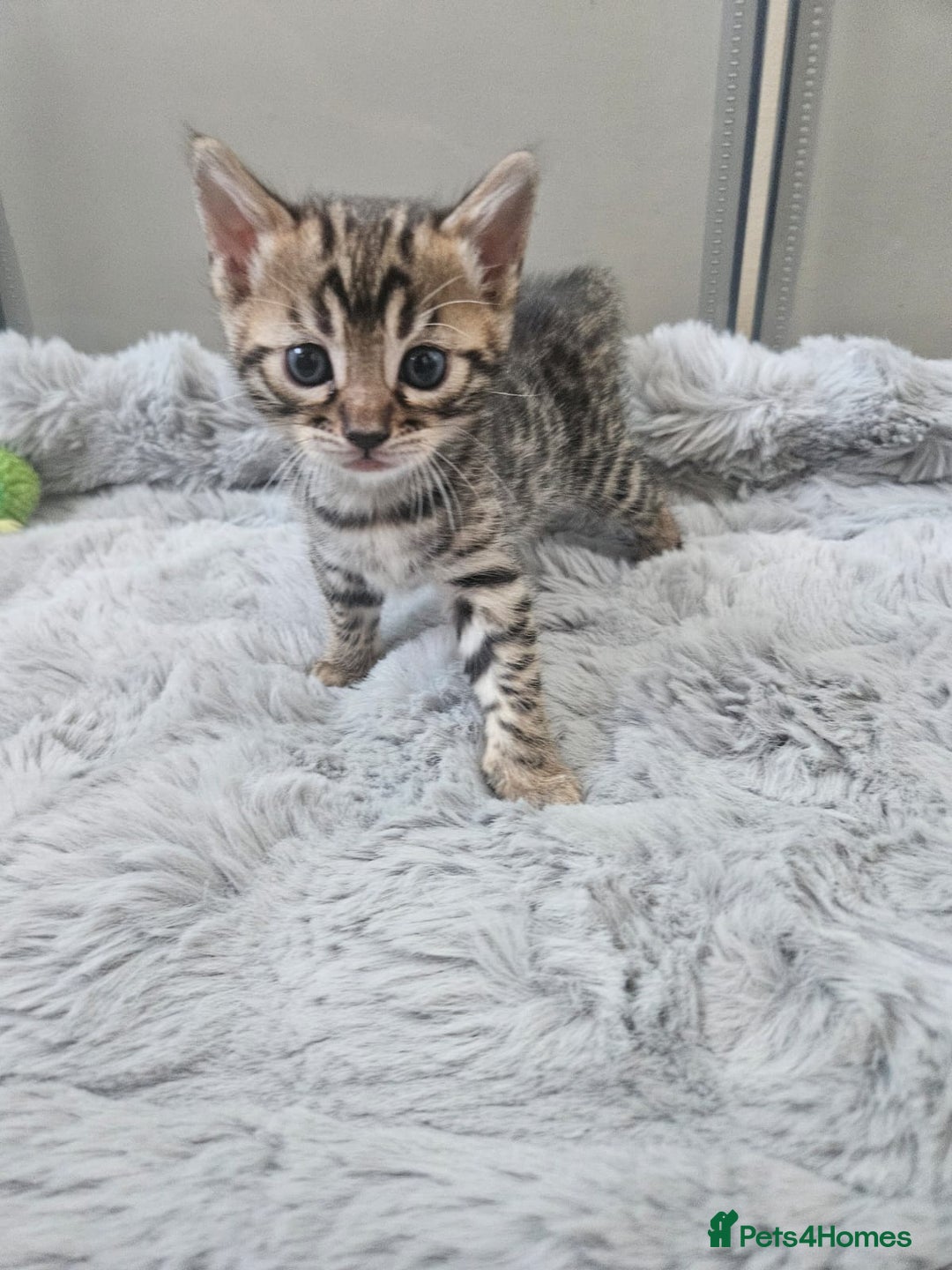Bengal cats for sale: Lovely bengal kittens(Tica reg.)😍 - Image 8