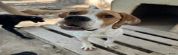 Pointer dogs for adoption: Remi (English Pointer) in Bedford - Advert 17