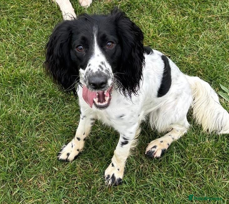 Mixed Breed dogs One year old mixed girl looking for a loving home - Advert 10