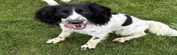 Mixed Breed dogs for sale: One year old mixed girl looking for a loving home in Bognor Regis - Advert 1