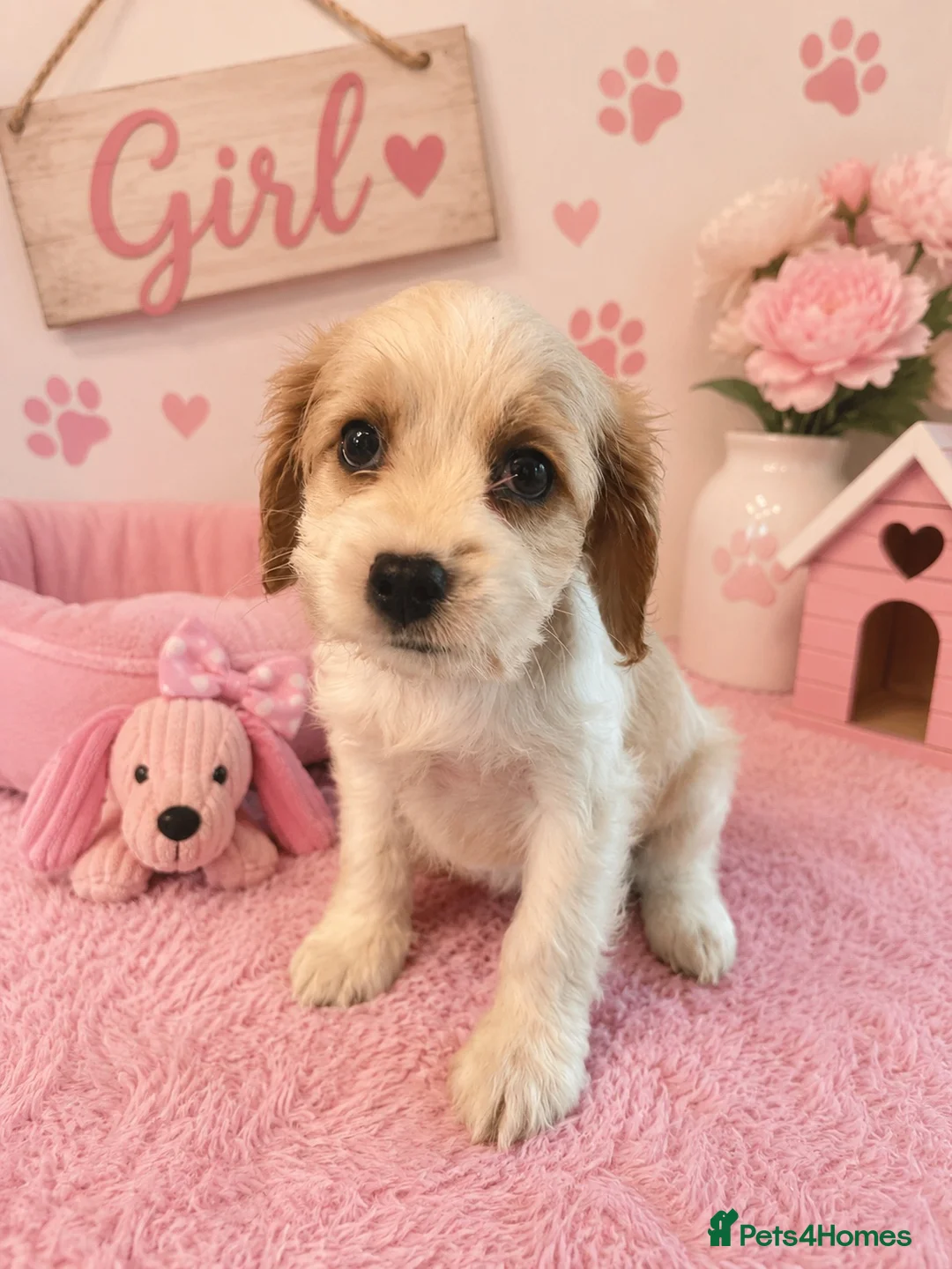 Cavapoo dogs for sale: ** RARE COLOURED DNA CLEAR CAVAPOO PUPPIES ** - Advert 1