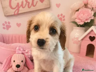 Cavapoo dogs ** RARE COLOURED DNA CLEAR CAVAPOO PUPPIES ** - Advert 1