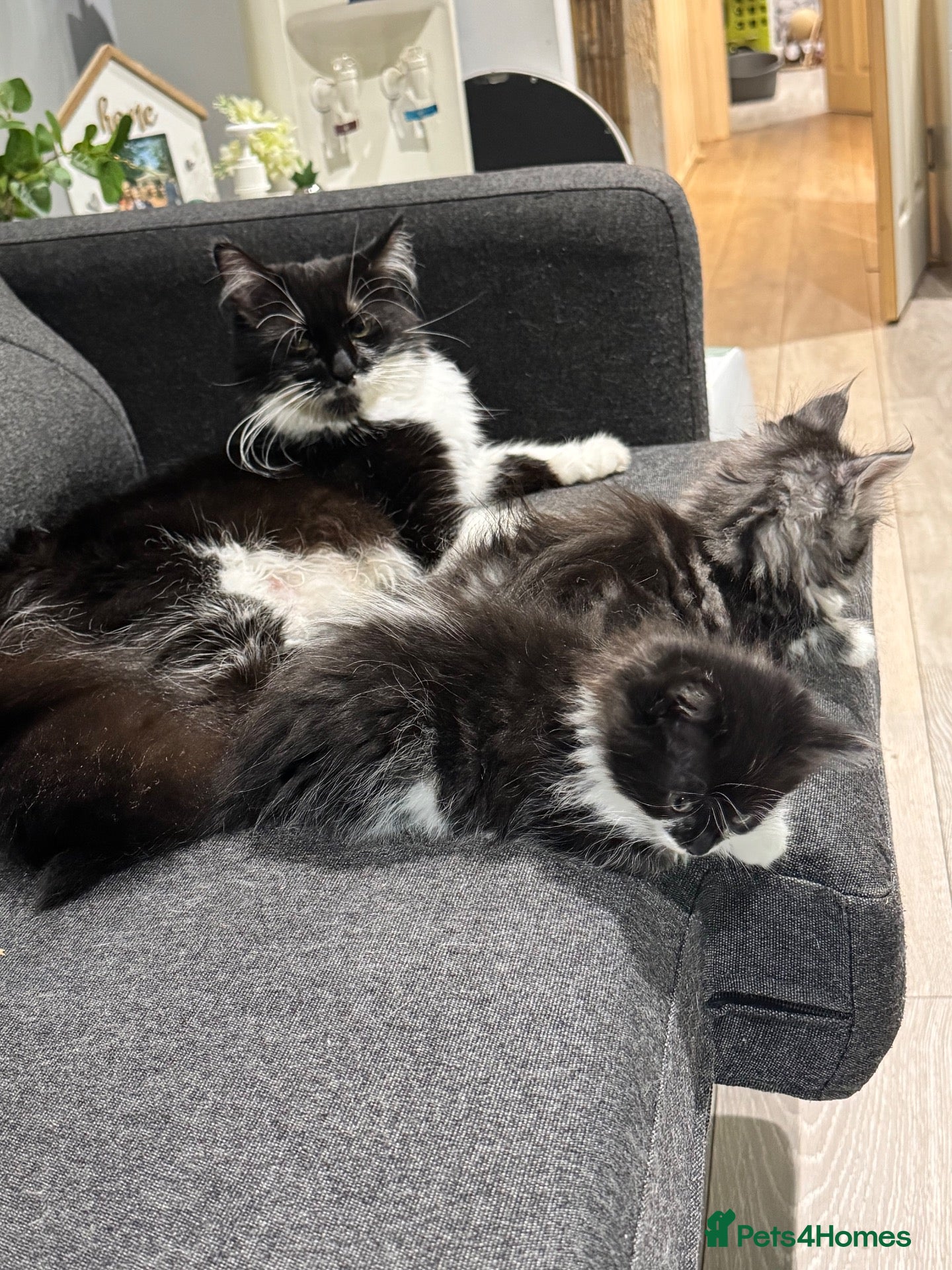 Maine Coon cats Maine coon cross - Advert 2